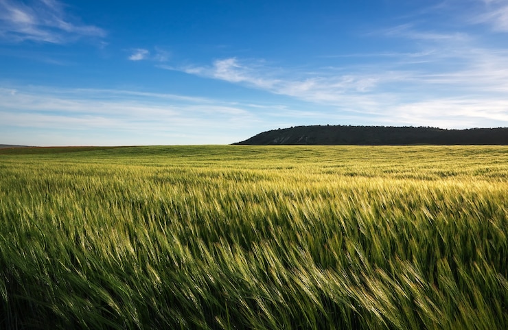 Foto weizenfeld am morgen. zusammensetzung der natur