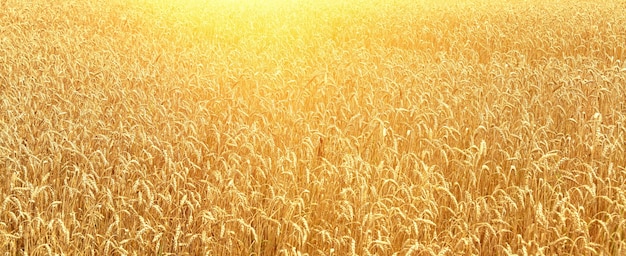 Weizenfeld an einem Sommertag Erntezeit