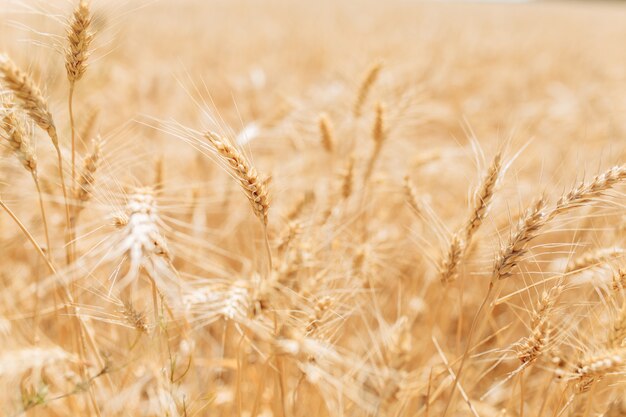 Weizenfeld an einem Sommertag