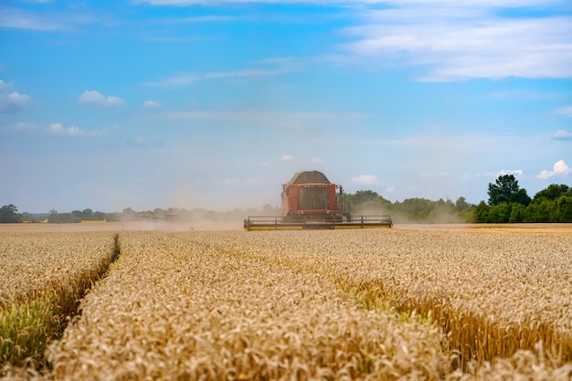 Weizenfeld auf dem Land im Freien. Landwirtschaftliche Landschaften der goldenen Weizenernte.