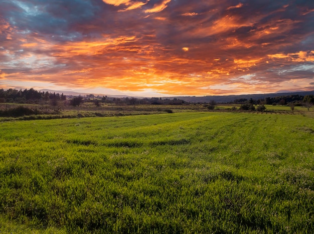 Weizenfeld auf der griechischen Insel Euböa, Griechenland bei Sonnenuntergang gesät