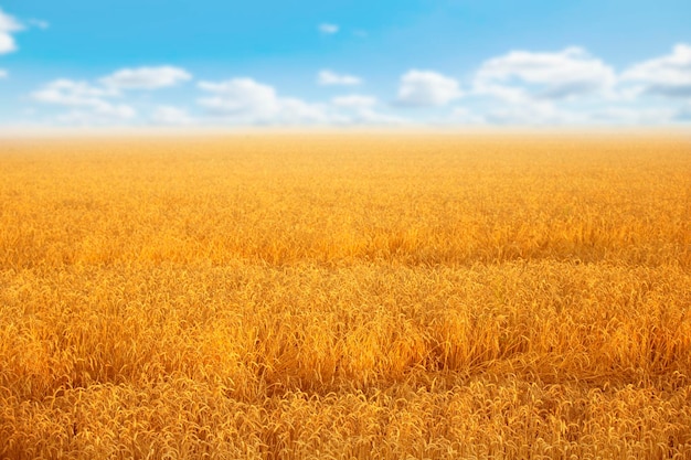Weizenfeld auf einem Hintergrund des blauen Himmels
