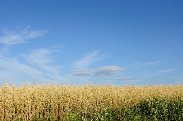 Weizenfeld auf einem Hintergrund des blauen Himmels.