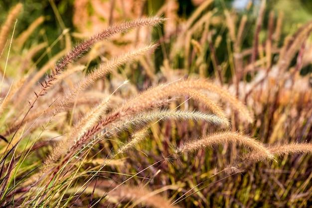 Weizenfeld bei Sonnenaufgang Nahaufnahme selektiver Fokus Schöner Sommer Natur Hintergrund