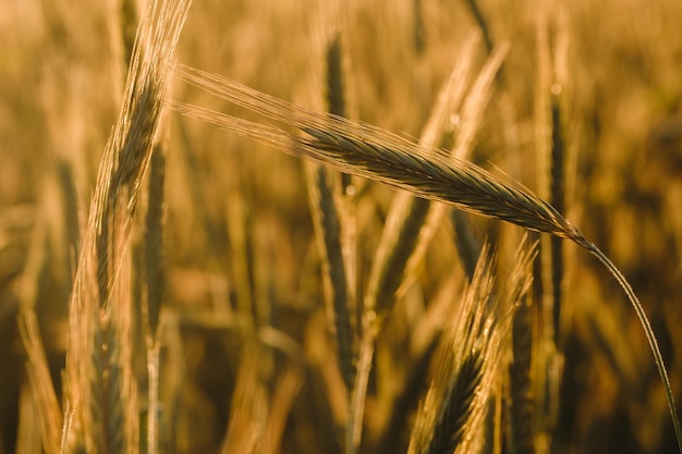 Weizenfeld bei Sonnenuntergang Goldene Ähren Das Konzept der Ernte