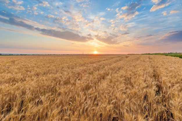 Weizenfeld bei Sonnenuntergang im Sommer