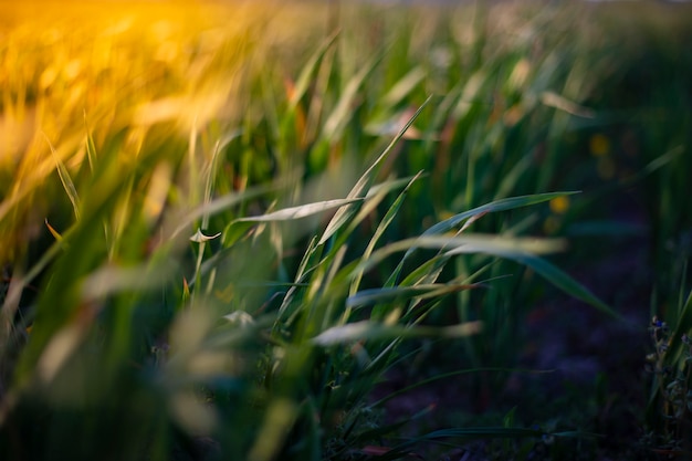 Weizenfeld bei Sonnenuntergang. Landwirtschaftsszene Frisches grünes Weizenfeld. Schönes Weizenfeld.