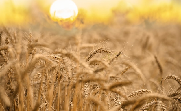 Weizenfeld bei Sonnenuntergang Weizenkorn sind goldfarben und hängen schwer hinunter Die Sonne geht am Horizont teilweise sichtbar unter und beleuchtet den Weizen mit warmem Licht