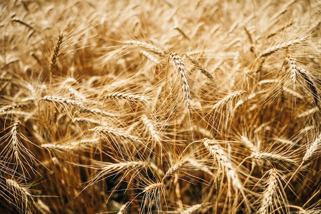 Weizenfeld Ehren von goldenem Weizen aus der Nähe