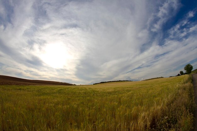 Weizenfeld, Ernte. Goldenes Feld und blauer Himmel.