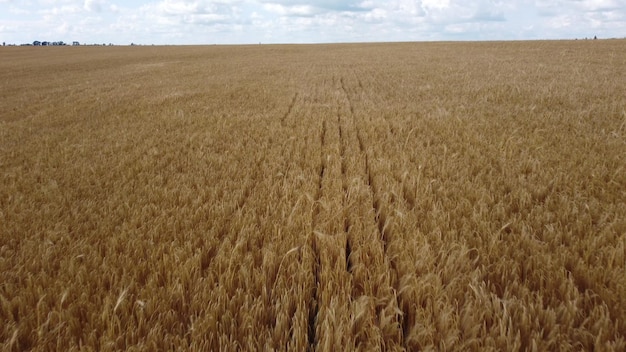 Weizenfeld Feld mit Ähren reifer Weizen an bewölkten Tagen Spikes aus der Luftdrohnenansicht