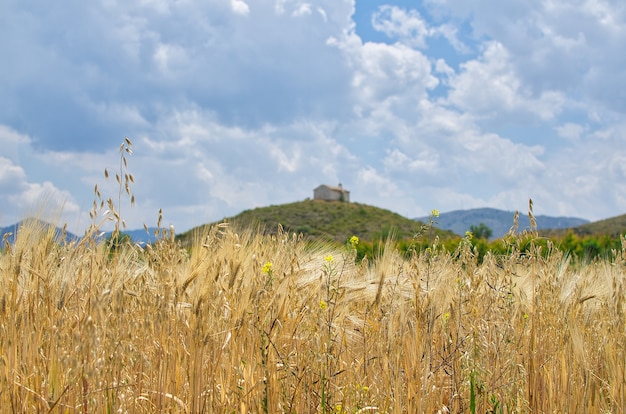 Weizenfeld für die Ernte vorbereitet.