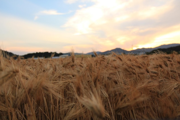 Weizenfeld gegen den Himmel