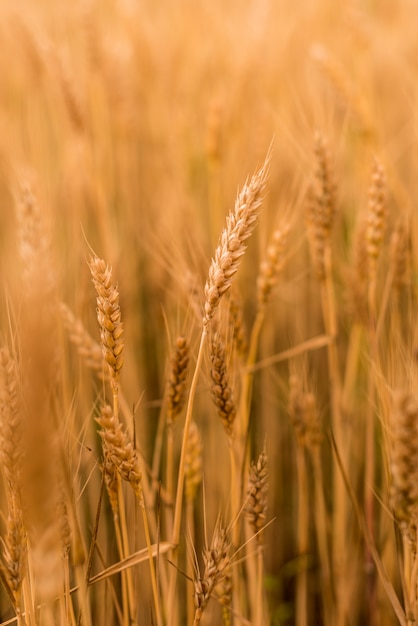 Weizenfeld. Goldene Ährchen der Weizennahaufnahme