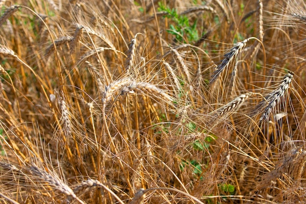 Weizenfeld Goldene Weizenähren hautnah