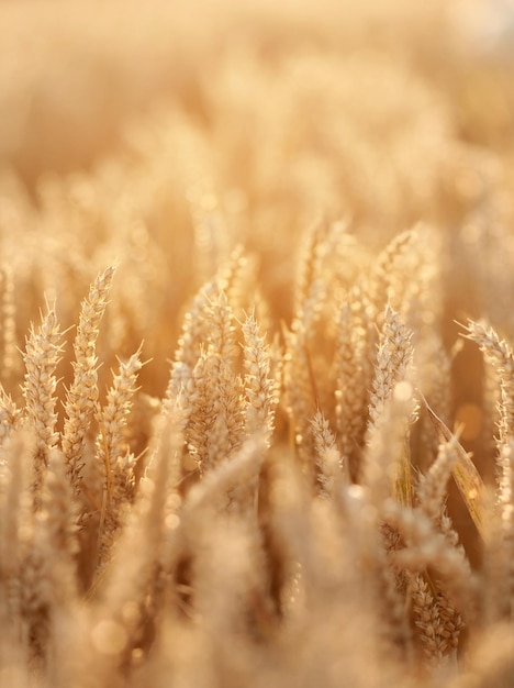 Weizenfeld Ähren des goldenen Weizens hautnah Ländliche Landschaft unter leuchtendem Sonnenuntergang in der Nähe