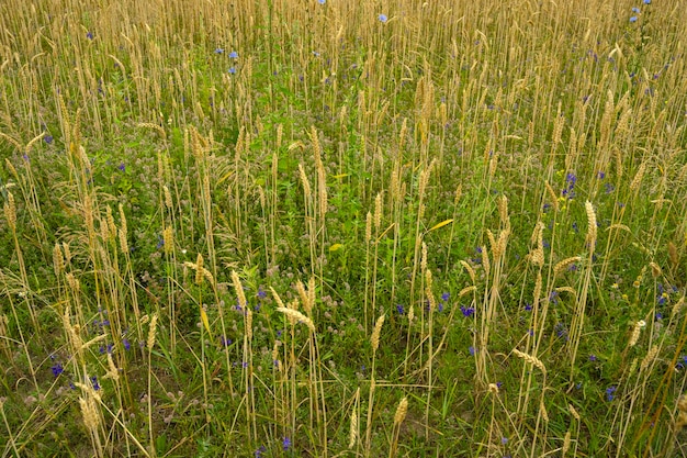 Weizenfeld Ähren des goldenen Weizens Hintergrund der Reifung der Ähren eines Weizenfeldes Reiche Erntekonzeption