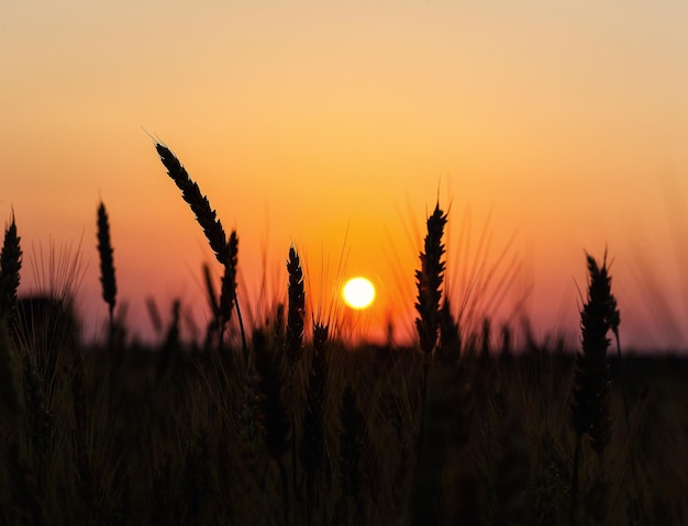 Weizenfeld Ähren des goldenen Weizens Nahaufnahme Schöne Natur Sonnenuntergang Landschaft Ländliche Landschaft unter strahlendem Sonnenlicht Hintergrund der reifen Ähren des Wiesenweizenfeldes Reiche Ernte Konzept