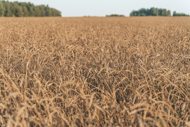 Weizenfeld im Sommer bei Sonnenuntergang reife Ähren auf dem Bauernhof während der Sommerernte Landwirtschaft...