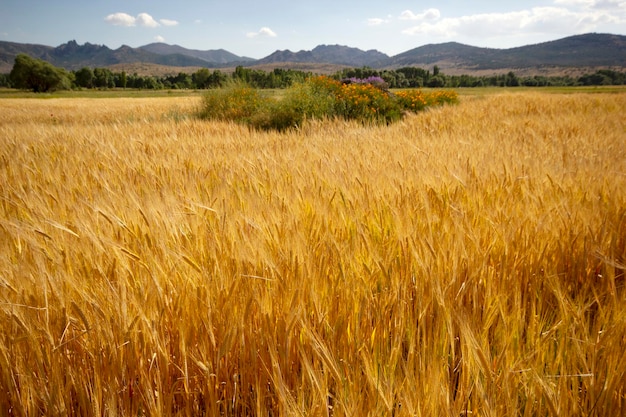 Weizenfeld im Sommer bewirtschaften