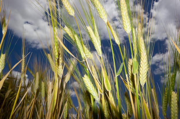 Weizenfeld im Sommer bewirtschaften