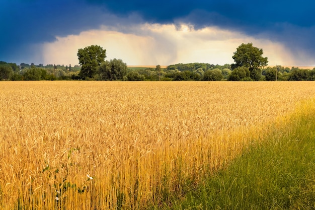 Weizenfeld im Sommer mit dunklem Gewitterhimmel