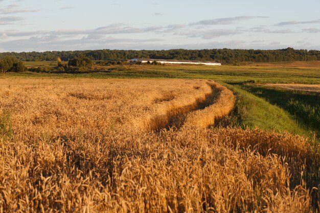 Weizenfeld im Sonnenuntergang im Sommer