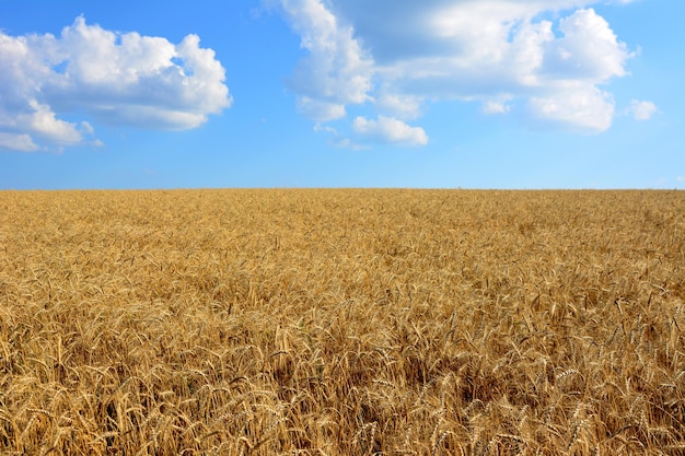 Weizenfeld isoliert mit blauem Himmel und weißen Wolken am Horizont kopieren Raum