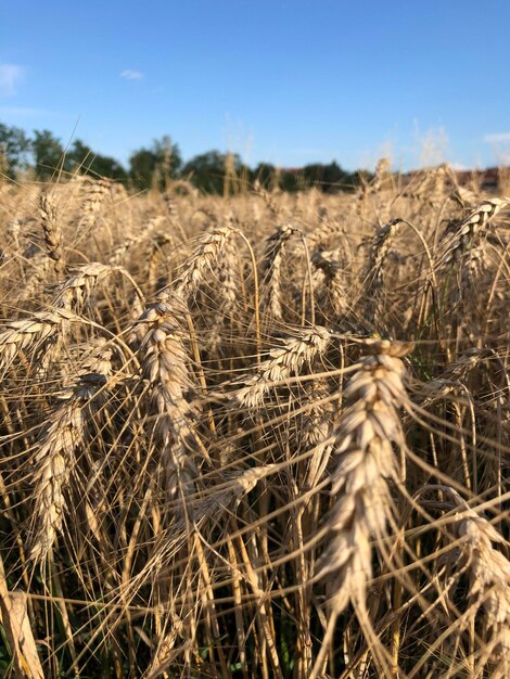 Foto weizenfeld italien