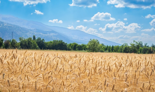 Weizenfeld. Landwirtschafts- und Erntekonzept.