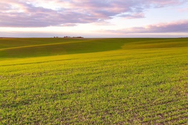 Weizenfeld mit blauem Himmel bewölkt Natur Landschaft Ländliche Landschaft in der Ukraine Reiche Ernte Konzept