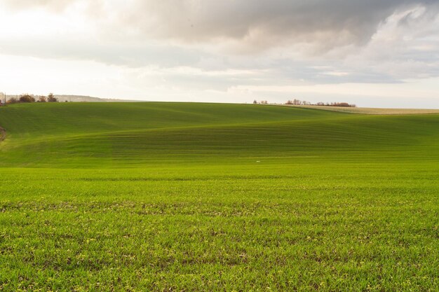 Foto weizenfeld mit blauem himmel bewölkt natur landschaft ländliche landschaft in der ukraine reiche ernte konzept
