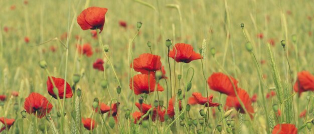 Foto weizenfeld mit blühendem mohn und mohnschoten