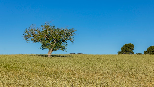 Weizenfeld mit einem Baum an einem sonnigen Tag mit blauem Himmel und weißen Wolken in Alcoy