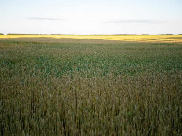 Weizenfeld mit gelben und grünen Stielen