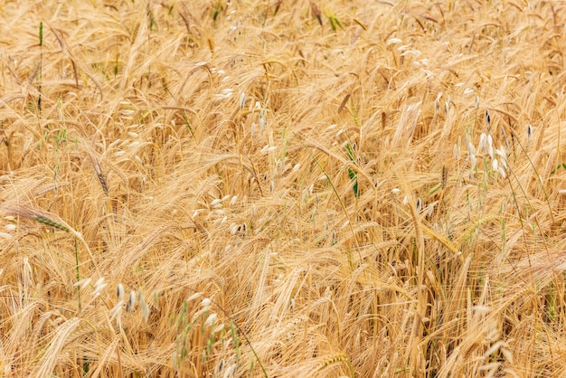 Weizenfeld mit goldenen Ohren