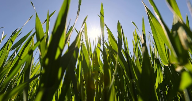 Foto weizenfeld mit grünem gras bei sonnigem wetter