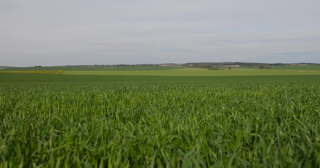 Foto weizenfeld mit grünen trieben im frühling