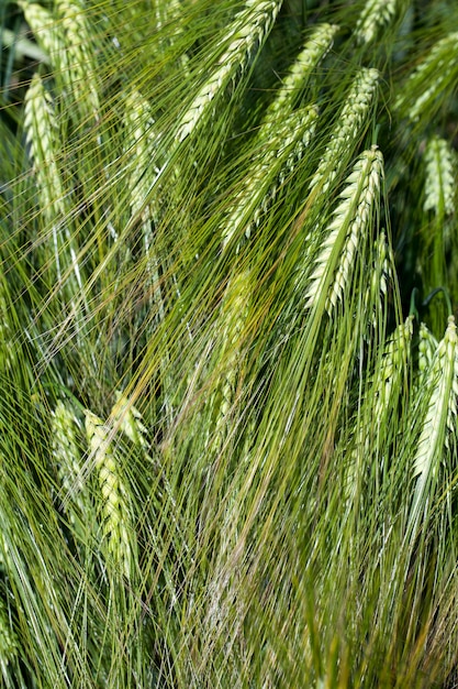 Weizenfeld mit grünen unreifen Weizenpflanzen