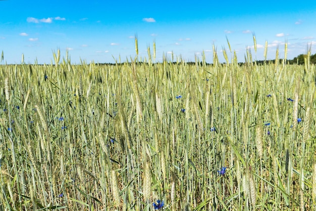 Weizenfeld mit jungem und grünem Weizen im Frühjahr.