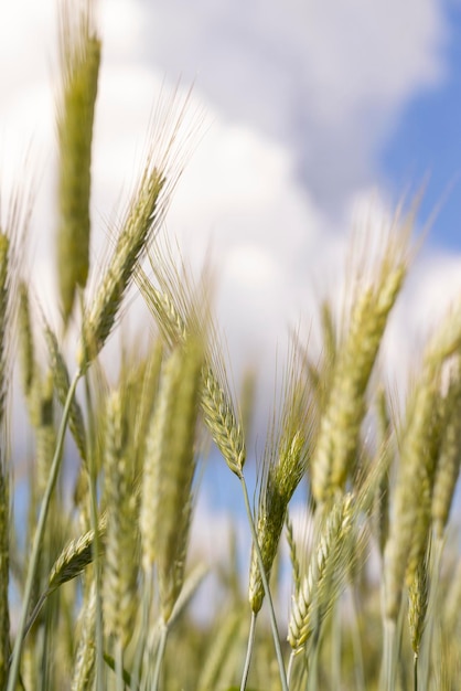 Weizenfeld mit unreifem Weizen, der sich im Wind wiegt