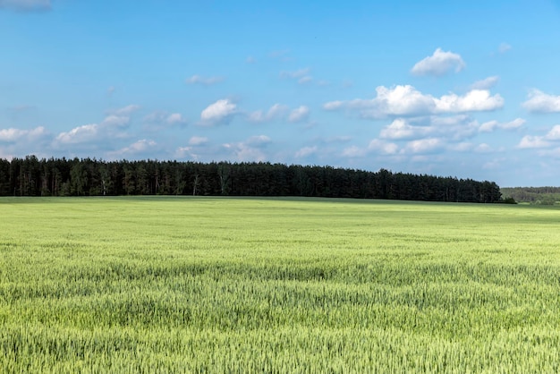 Weizenfeld mit unreifem Weizen, der sich im Wind wiegt