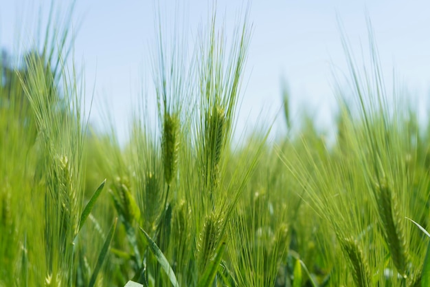 Weizenfeld Nahaufnahme selektiver Fokus landwirtschaftliche Szene in Russland Getreideplantage