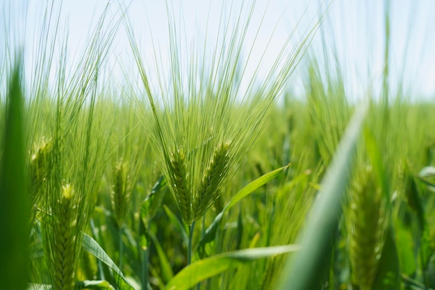 Weizenfeld Nahaufnahme selektiver Fokus landwirtschaftliche Szene in Russland Getreideplantage