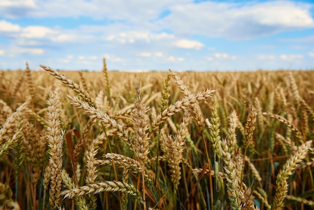 Weizenfeld Nahaufnahme von Weizenähren Erntezeit