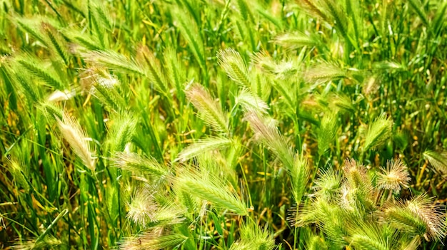 Weizenfeld Ohren aus goldenem und grünem Roggen