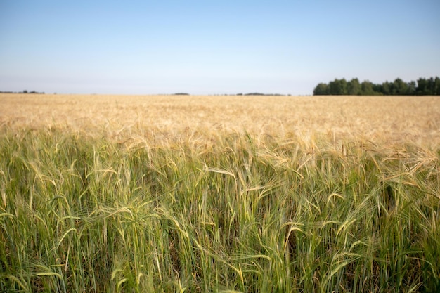 Weizenfeld. Ohren aus goldenem Weizen. Schöne Natur-Sonnenuntergang-Landschaft. Ländliche Landschaft unter strahlendem Sonnenlicht. Hintergrund der reifenden Ohren des Weizenfeldes. Reichhaltiges Erntekonzept. Etikettendesign