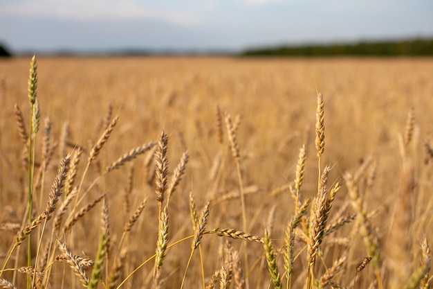 Weizenfeld. Ohren des goldenen Weizens hautnah. Schöne Natur-Sonnenuntergang-Landschaft. Ländliche Landschaft unter strahlendem Sonnenlicht. Hintergrund der reifenden Ohren des Weizenfeldes. Reichhaltiges Erntekonzept. Etikettendesign