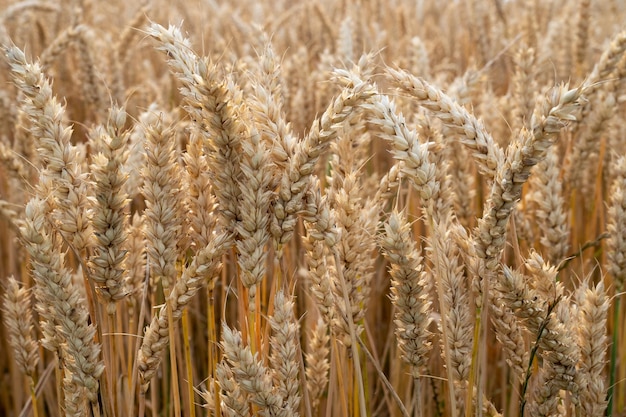 Weizenfeld Ohren des goldenen Weizens Nahaufnahme Erntekonzept und ländliche Landschaft