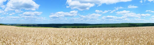 Foto weizenfeld panorama